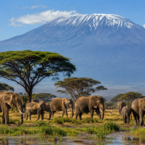 Amboseli Safari